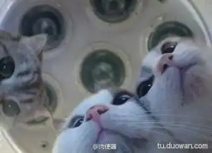 今日搞笑图片
