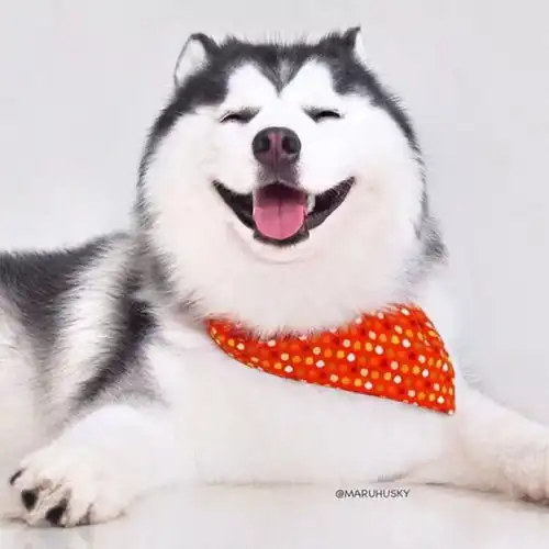 狗不是很忠诚吗为何会用假笑骗人
