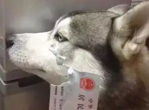 我,性别男,家里小霸王,爱喝马桶水...
