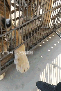 搞笑gif趣图为了钓鱼容易吗哈哈,看着石头掉下去我就放心了
