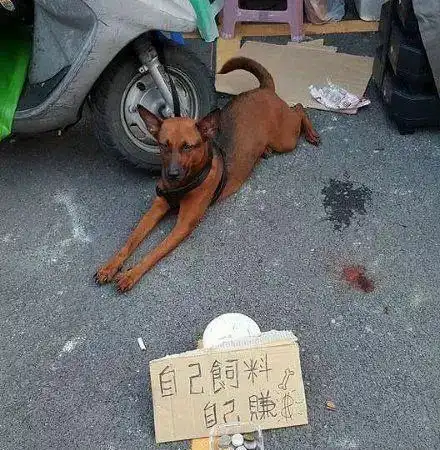 搞笑gif段子一不小心,把队友的潜能激发出来了,他是不是的感谢我啊

