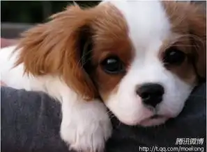 这种狗狗是什么品种的
