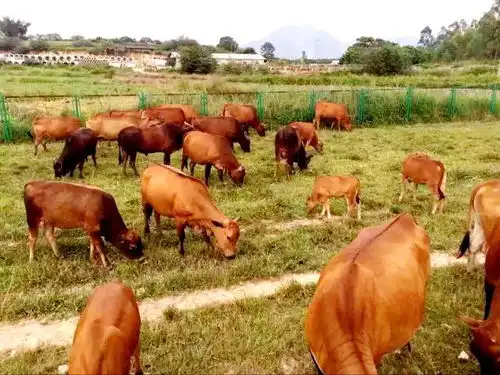 牛肉火锅你get正确吃法了吗

