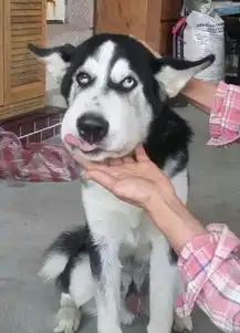 宠物gif图这么帅的米奇喵家里地位应该很明显了

