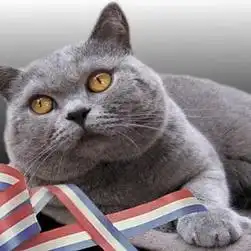 蓝猫贵还是蓝白猫贵
