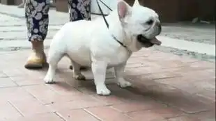 法斗法斗

