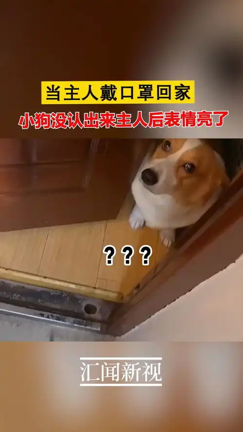 当主人戴口罩回家,小狗没认出来主人后表情亮了