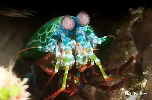 海洋生物在人类看不到的地方,随便长长