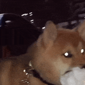 狗子表情柴犬表情包二十九
