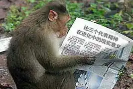 看猴子千奇百怪的搞笑照片俺老孙来也
