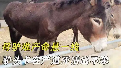 母驴难产命悬一线,驴头卡在产道死活出不来,主人直接宰了
