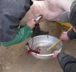 年前杀猪全过程,小时候没见过的慎入过程比较吓人
