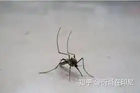 如果你一觉醒来莫名变成一只蚊子,只有十日之内令父母知晓才能恢复人身那么你会怎么做
