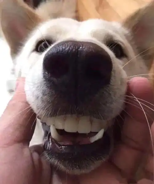礼节性回复vs真的好笑
