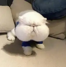 搞笑趣图本喵的后脑勺仿佛听见有人说我胖
