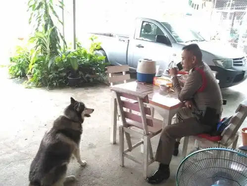 泰国金店被抢劫,看门二哈怂到装死秒睡别搞我,我是无辜的