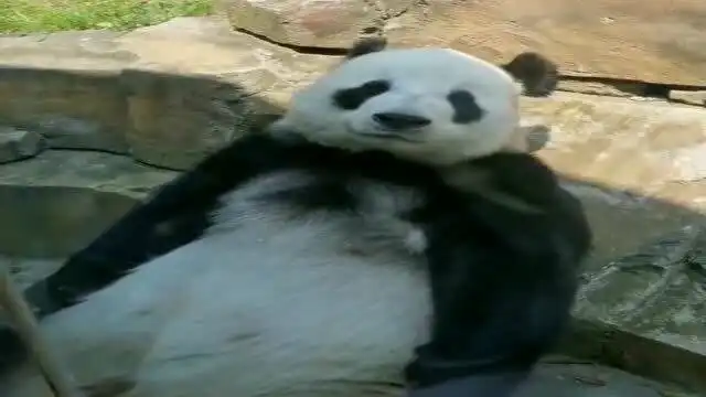 小熊猫太调皮了,这是跟谁学的呀,动作这么搞笑
