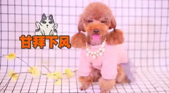 柴犬,继二哈之后,又一个表情包
