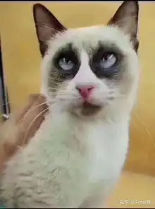 布偶猫能丑到什么程度
