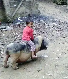 骑猪搞笑图片笑话搞笑骑猪搞笑图片精选爆笑骑猪搞笑图片大全别逗了
