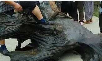 大爷在河边钓鱼,不小心钓到巨型异物,专家闻声赶到现场
