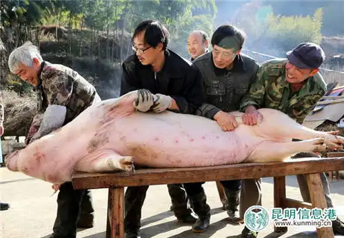 杀猪图片搞笑上万