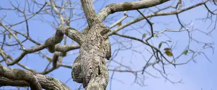 动物界的隐身高手
