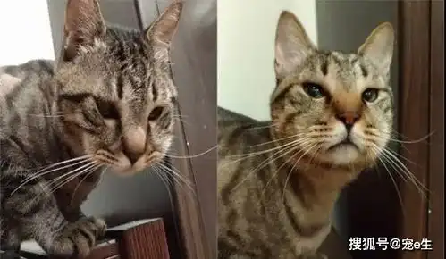 蜜蜂叮了猫一下,猫头变猪头,亲妈笑掉头
