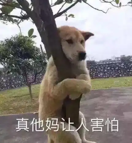 铲屎官作死恶搞,吓唬狗子,结果网友都吓出翔了
