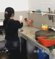 一只待宰的公鸡退缩到了墙角,有点誓死不从的感觉啊
