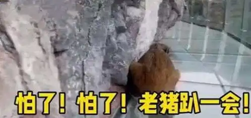 小野猪误闯玻璃栈道后秒怂什么情况现场照片曝光实在太搞笑了
