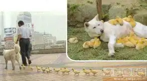 动物合家欢乐,动物世界,搞笑图片大全,左右键切换图片
