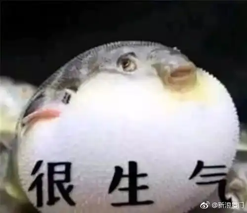 河豚表情包搞笑气鼓