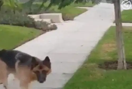主人搞事情故意藏起来,牧羊犬发现主人不见了十分迷茫
