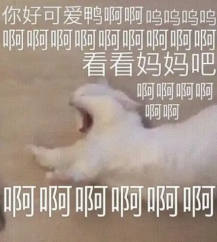 太喜欢沙雕猫狗表情包了,疯狂收图