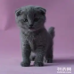 mimi猫舍,天使降临,上百品种,欢迎预定