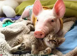 小猪与猫咪成好朋友相拥入眠形影不离
