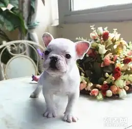 赛级英牛幼犬火爆出售带血统芯片可签协议

