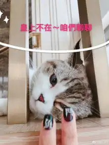 组图喵喵攻略安以轩晒丈夫撸猫照片配字笑翻网友
