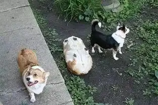 吐槽盘点狗狗做过的那些蠢事儿
