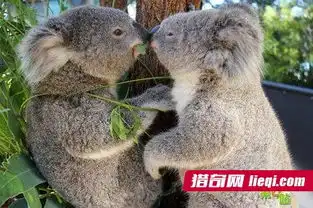 盘点世界各地人生最有趣的动物
