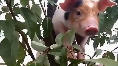 母猪上树横123
