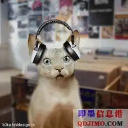 搞笑的小猫
