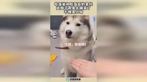 吃饭前和吃饭后的变化,这狗子真是太搞笑了,不愧是二哈

