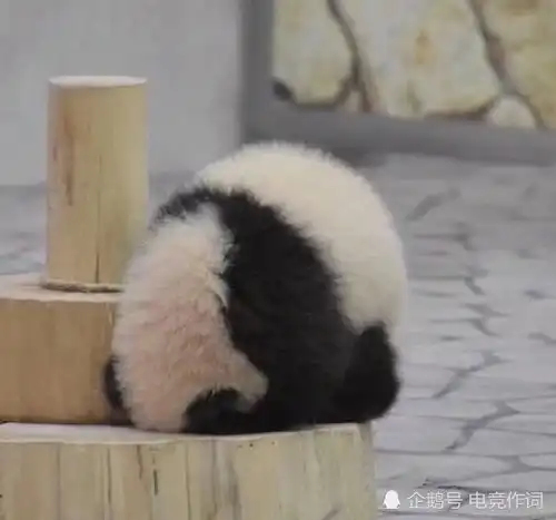 可爱小熊猫纯图片,可拿去配文字
