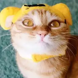 猫猫狗狗的有爱情侣头像
