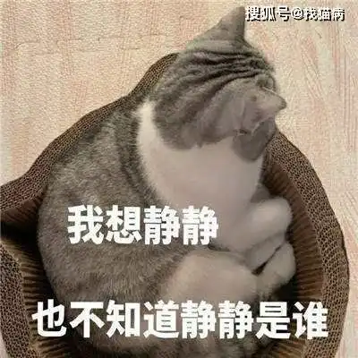 猫藓反复无法根除是不是这一步做错了
