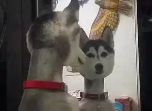 我不想出去玩,我要静静
