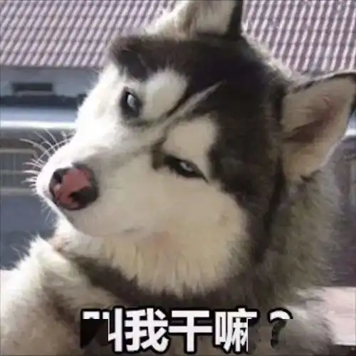 当铲屎官遇到威胁我永远不希望狗狗为了救我付出生命
