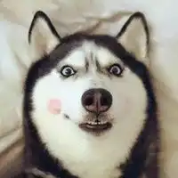 狗狗哈士奇搞笑头像微信头像图片大全
